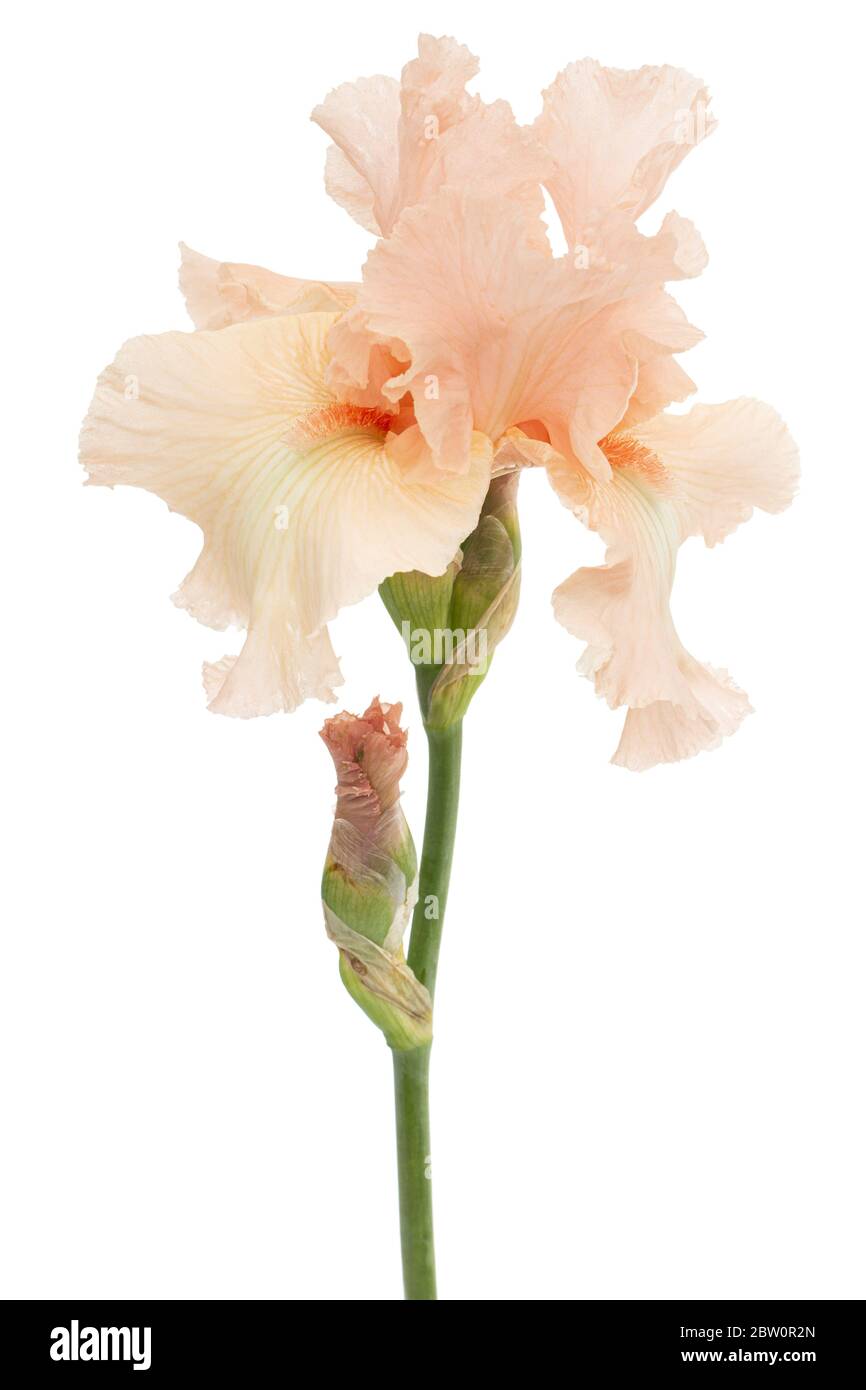 Fiore rosa di iride, isolato su sfondo bianco Foto Stock