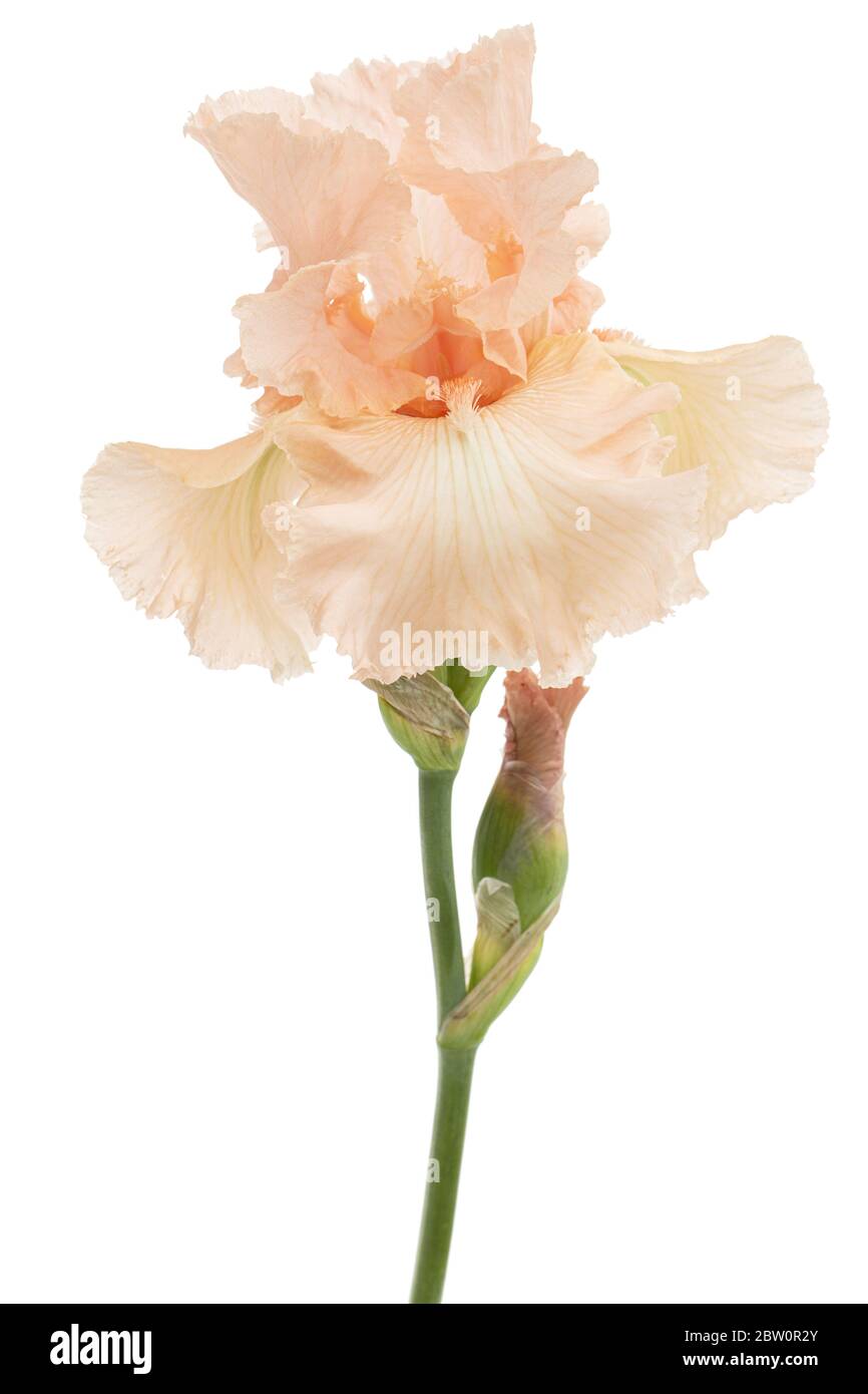 Fiore rosa di iride, isolato su sfondo bianco Foto Stock