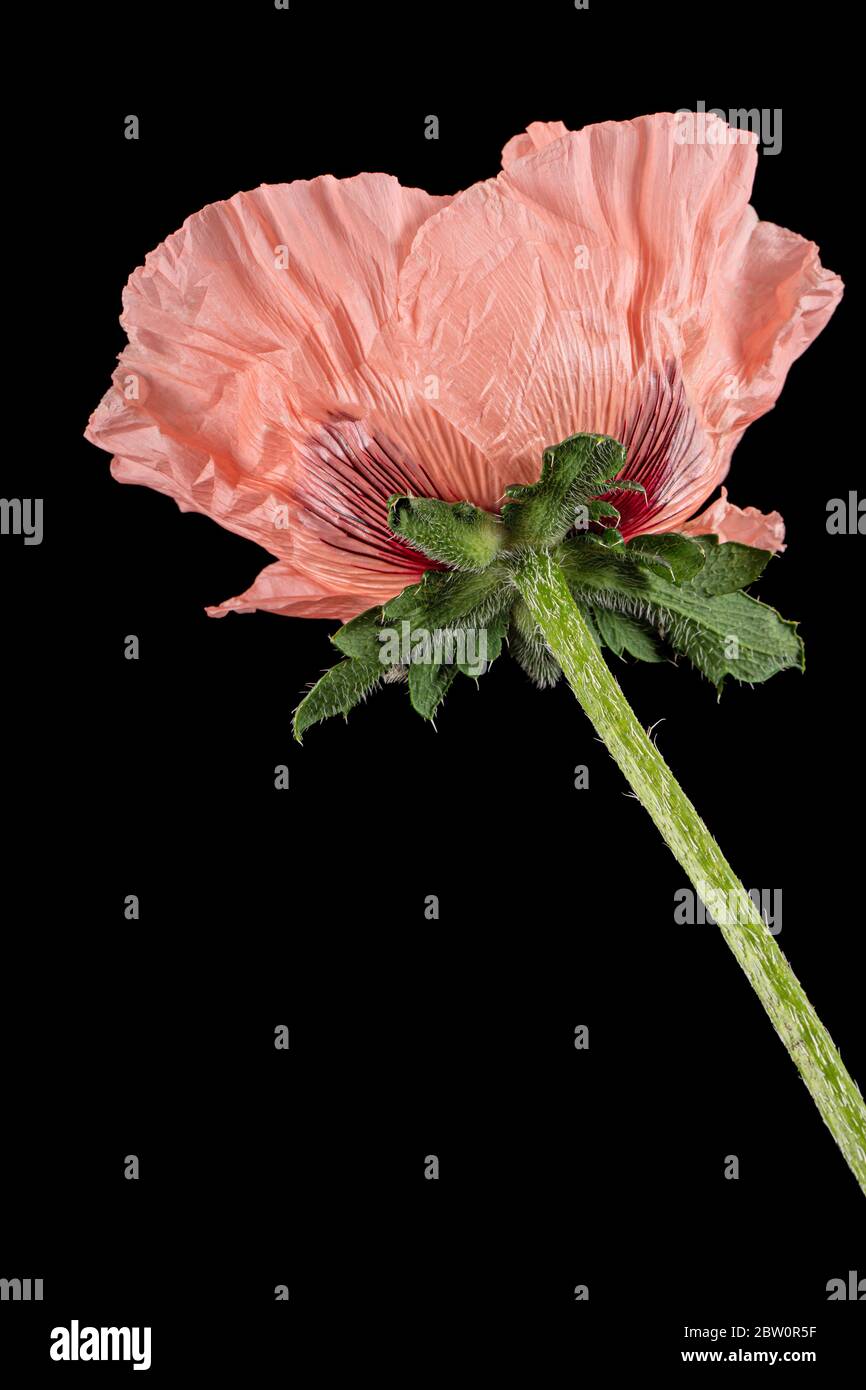 Fiore di papavero di rosa, lat. Papaver, isolato su sfondo nero Foto Stock