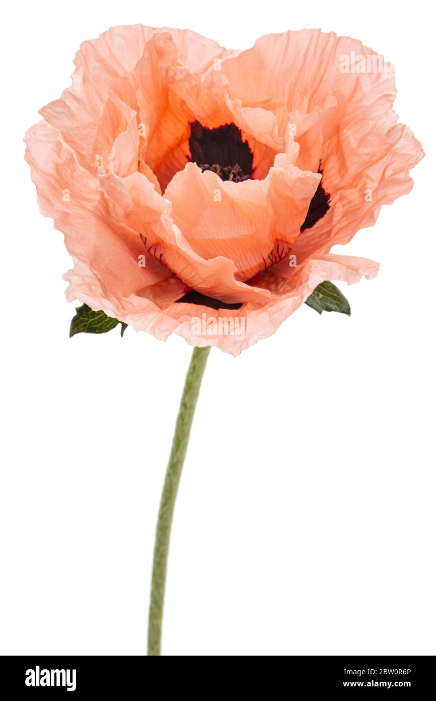 Fiore di rose papavero, lat. Papaver, isolati su sfondo bianco Foto Stock
