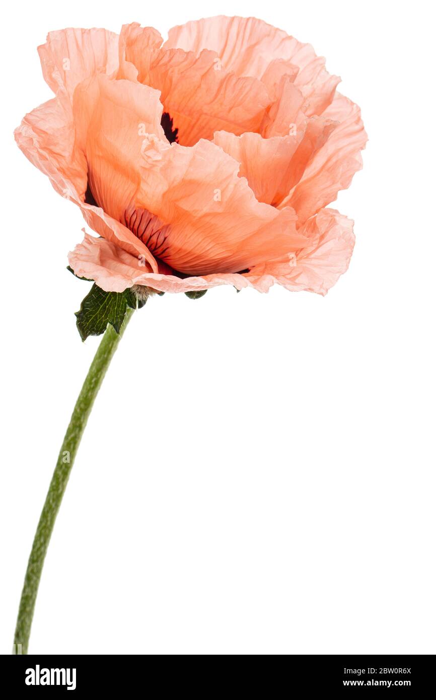 Fiore di rose papavero, lat. Papaver, isolati su sfondo bianco Foto Stock