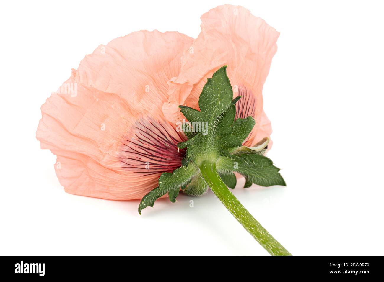 Fiore di rose papavero, lat. Papaver, isolati su sfondo bianco Foto Stock