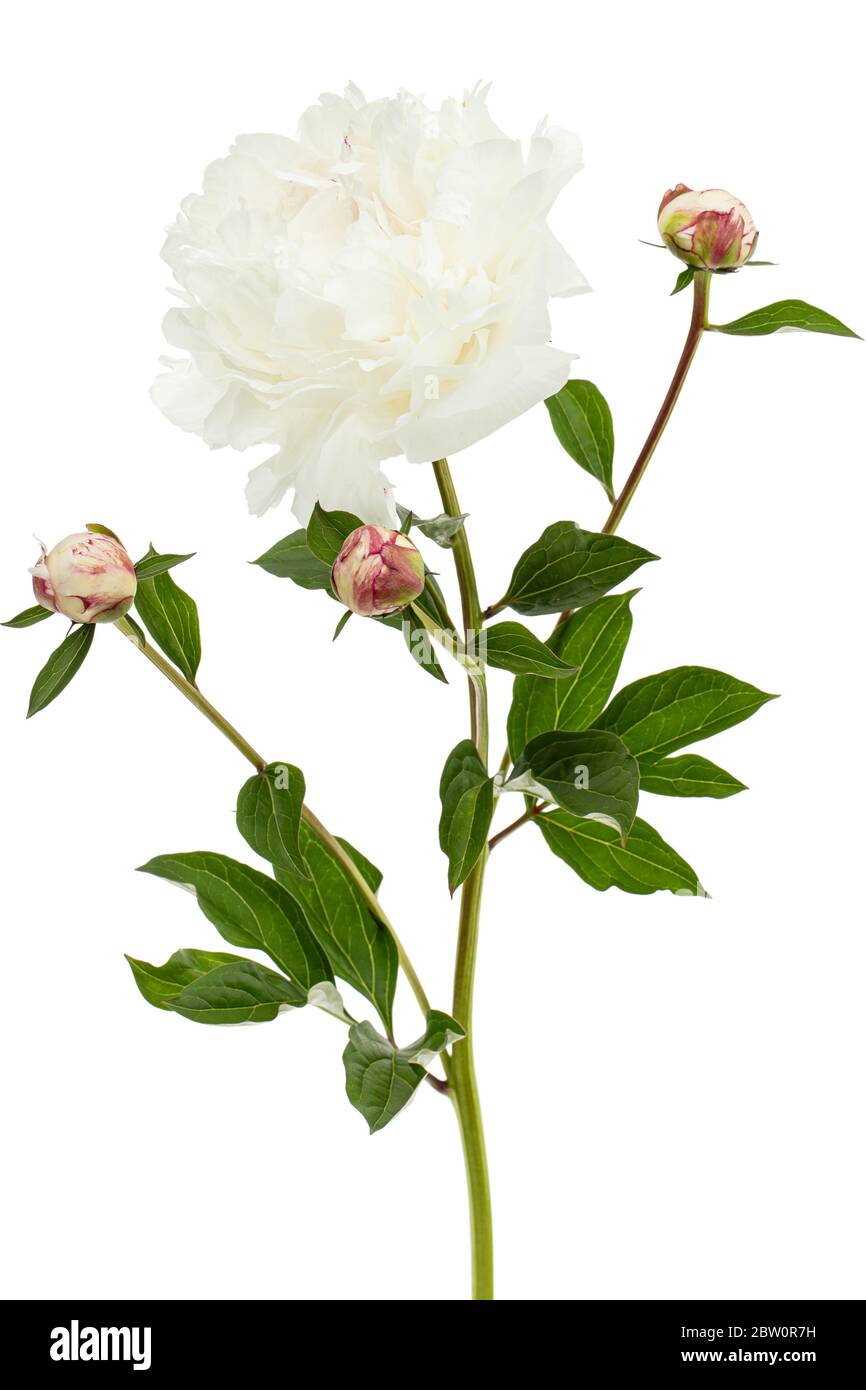 Fiore bianco di pony, isolato su sfondo bianco Foto Stock