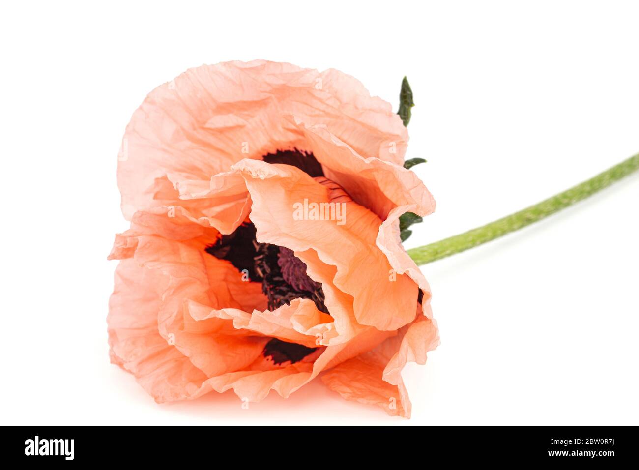 Fiore di rose papavero, lat. Papaver, isolati su sfondo bianco Foto Stock