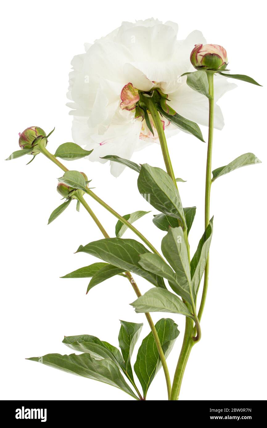 Fiore bianco di pony, isolato su sfondo bianco Foto Stock