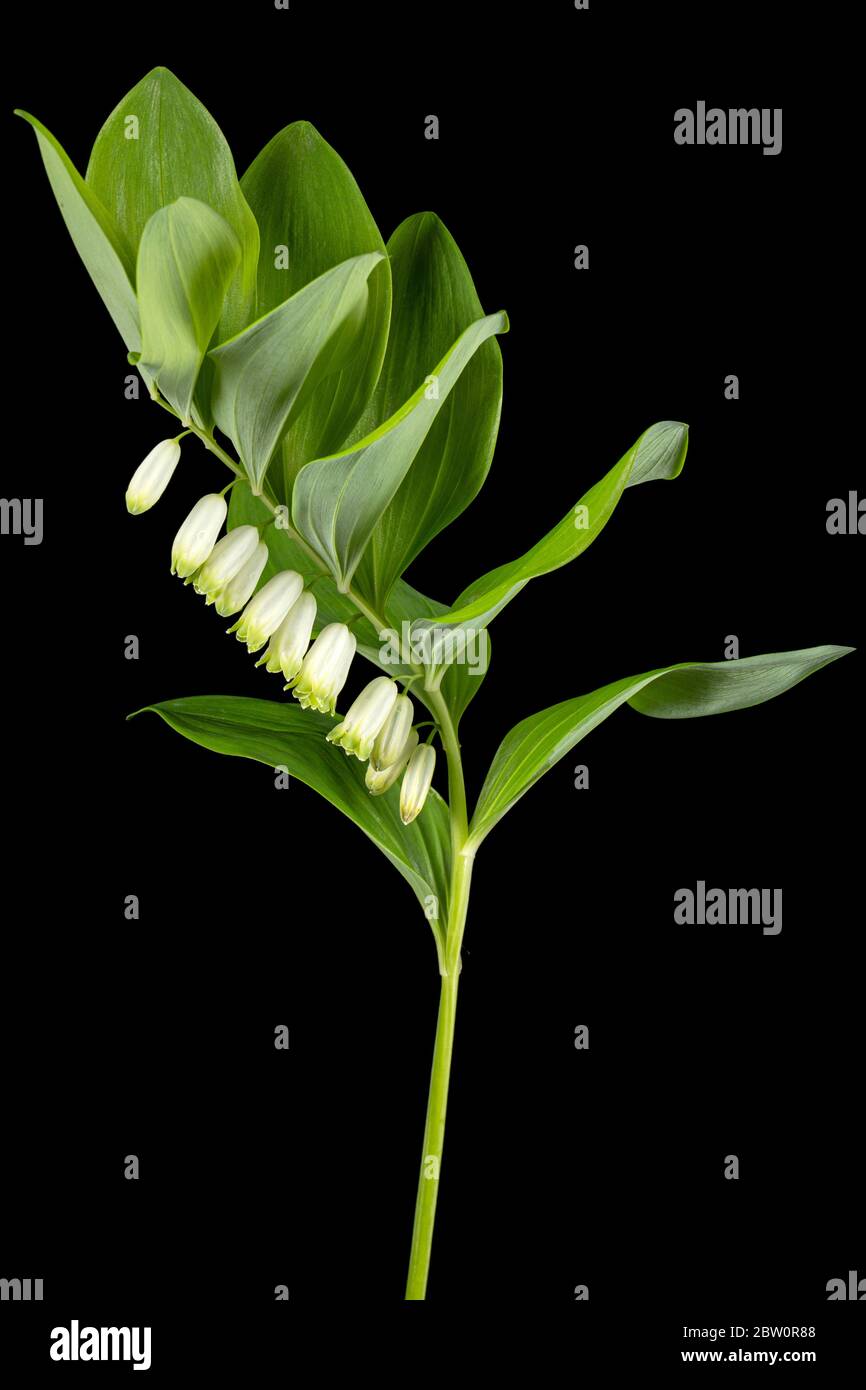 Polygonatum odoratum, sigillo di Salomone o sigillo di Salomone profumato, isolato su fondo nero Foto Stock