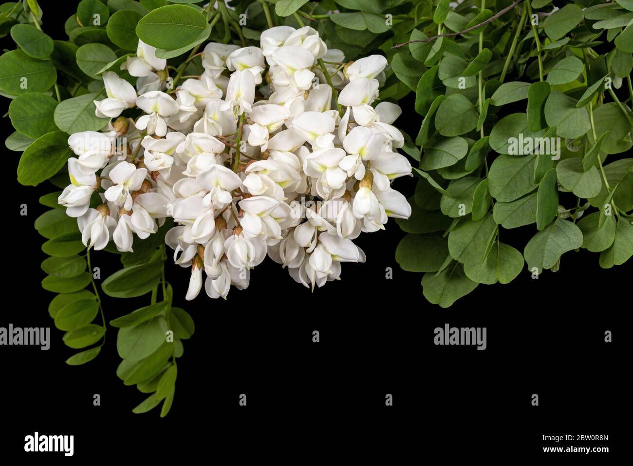 Fioritura di inforescenza di acacia bianca, isolata su sfondo nero Foto Stock