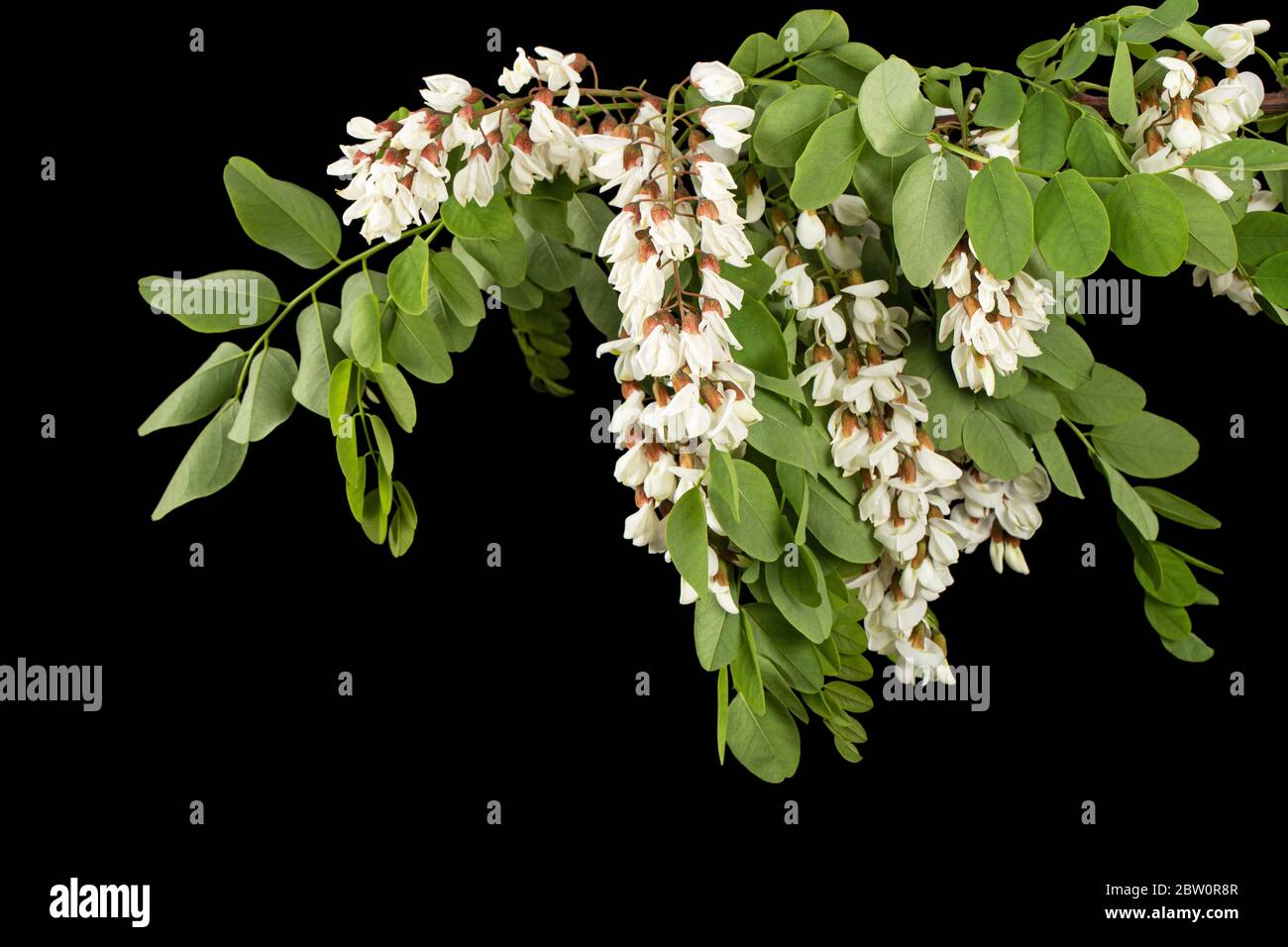 Fioritura di inforescenza di acacia bianca, isolata su sfondo nero Foto Stock