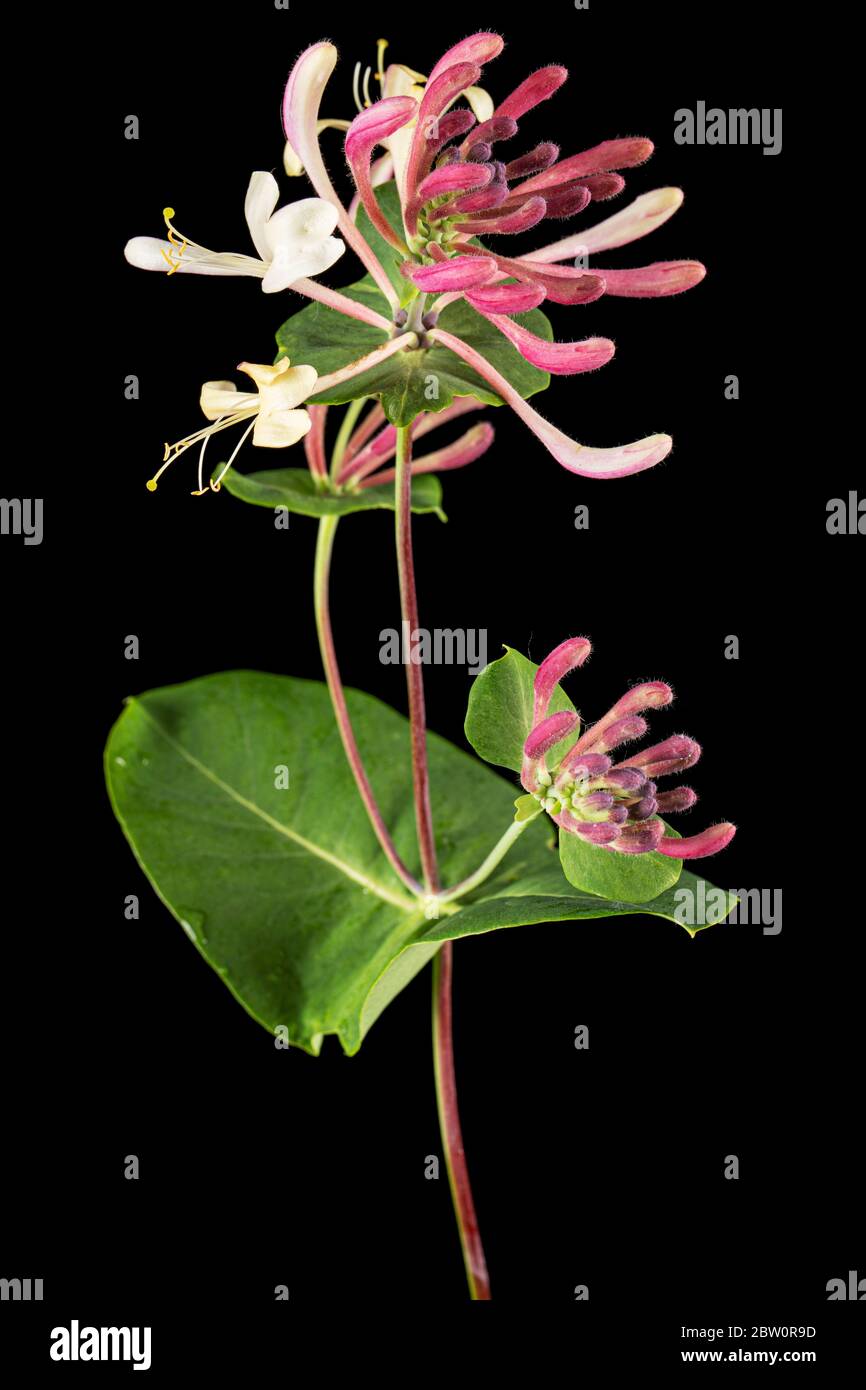 Fiori di nido d'ape, lat. Lonicera caprifolium, isolato su sfondo nero Foto Stock