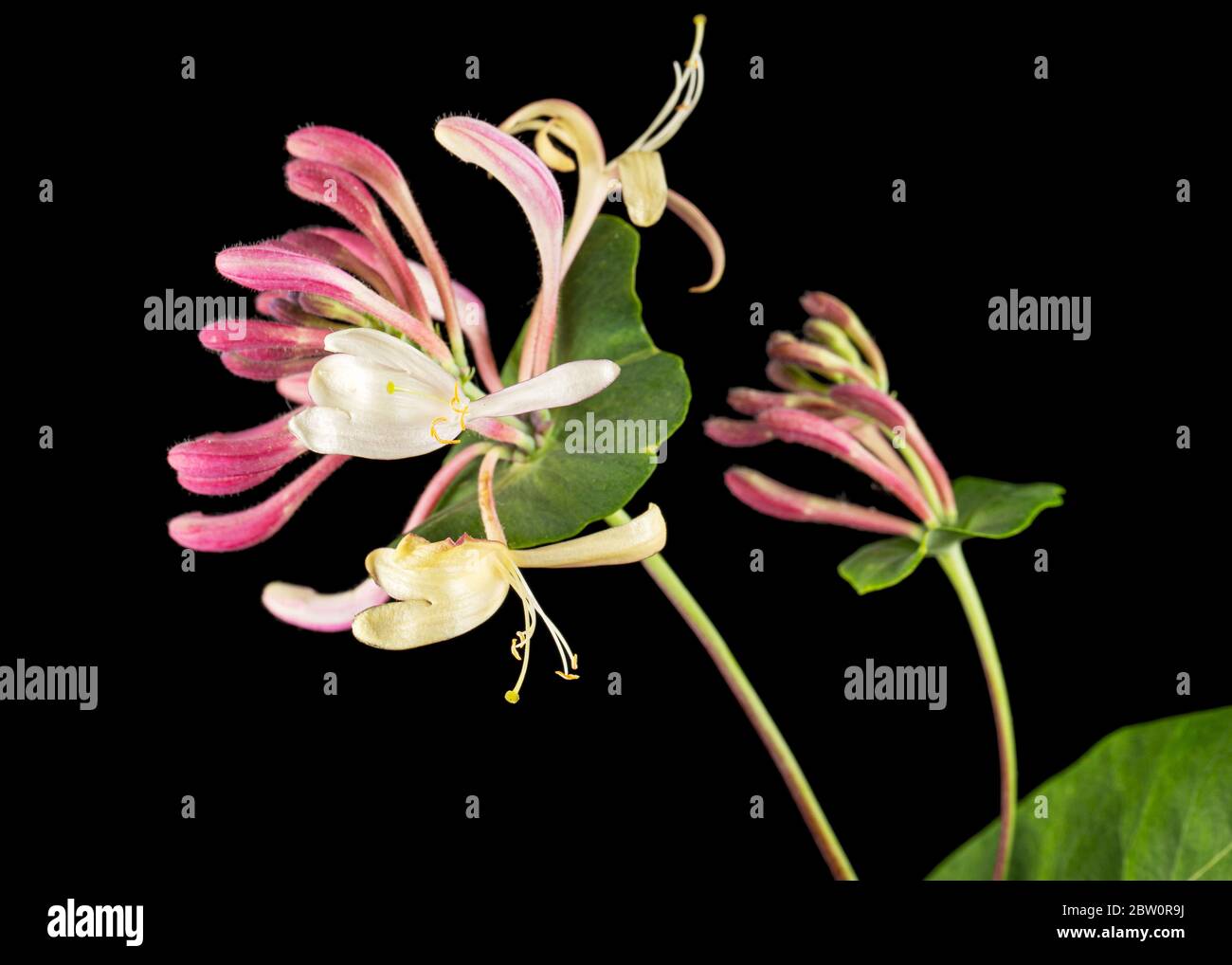 Fiori di nido d'ape, lat. Lonicera caprifolium, isolato su sfondo nero Foto Stock