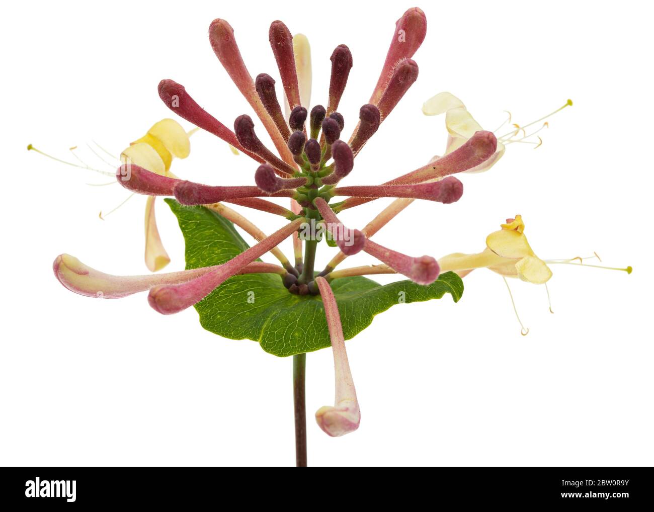 Fiori di caprifoglio, lat. Lonicera caprifolium, isolato su sfondo bianco Foto Stock