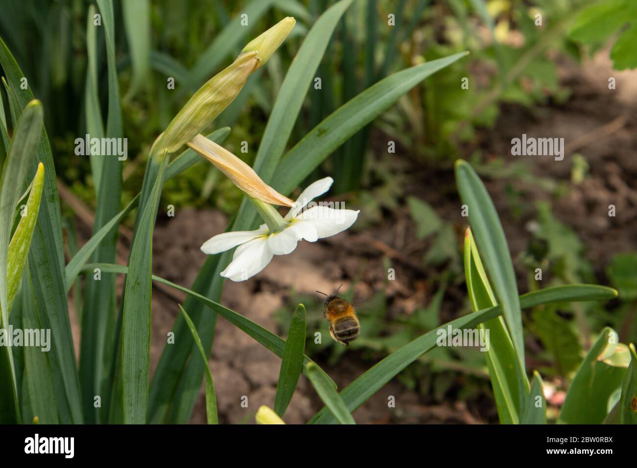 Daffodil bianco con un bumblebee. Impollinazione di fiori. Foto Stock