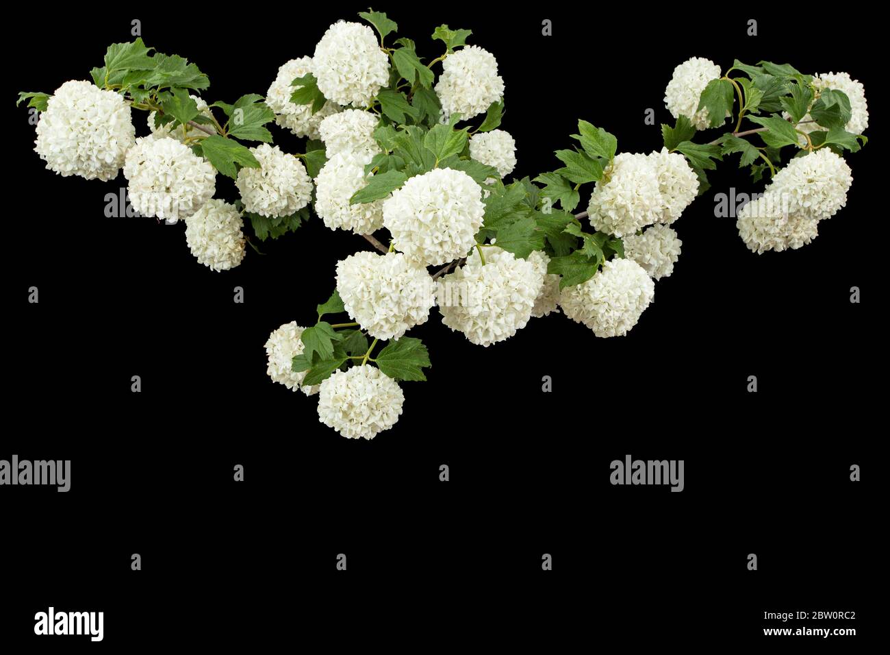 Fioritura inflorescenza di Viburnum Opulus Roseum, palline di fiori bianchi luminosi, isolate su sfondo nero Foto Stock