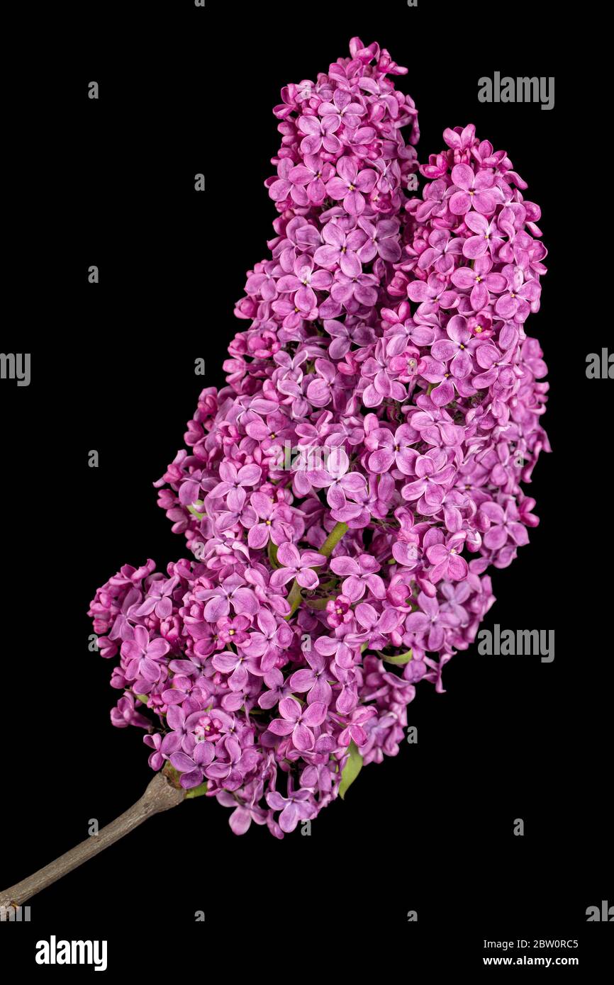 Ramo di lilaci in fiore, Syringa vulgaris, isolato su sfondo nero Foto Stock