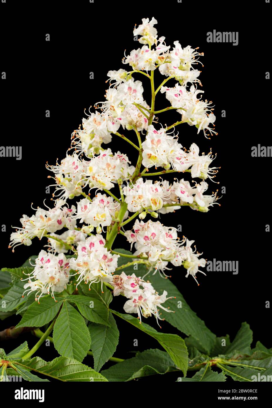 Fiori e foglie di castagno bianco (Aesculus hippocastanum), isolati su sfondo nero Foto Stock