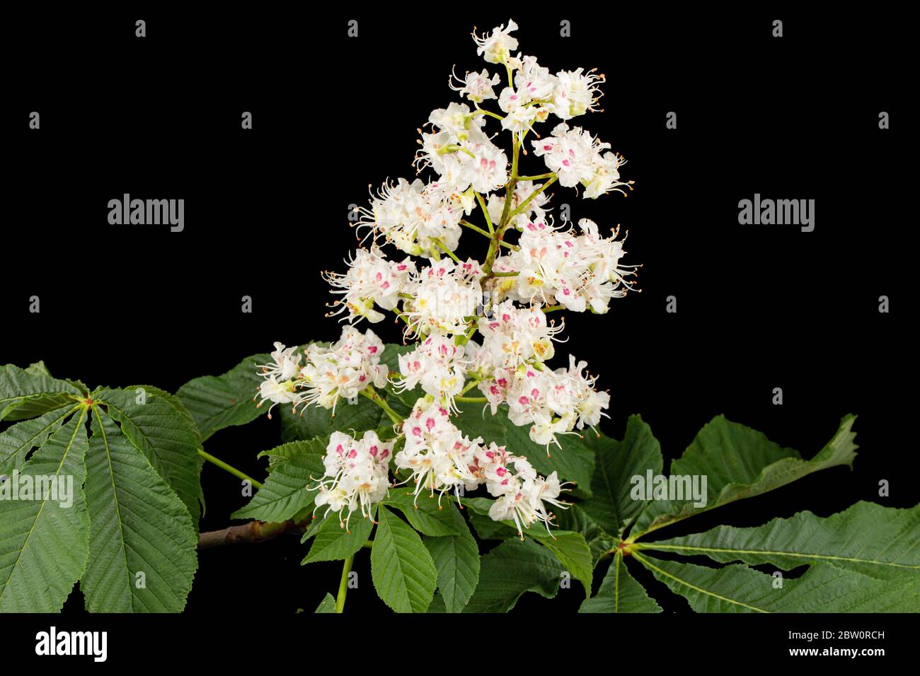 Fiori e foglie di castagno bianco (Aesculus hippocastanum), isolati su sfondo nero Foto Stock