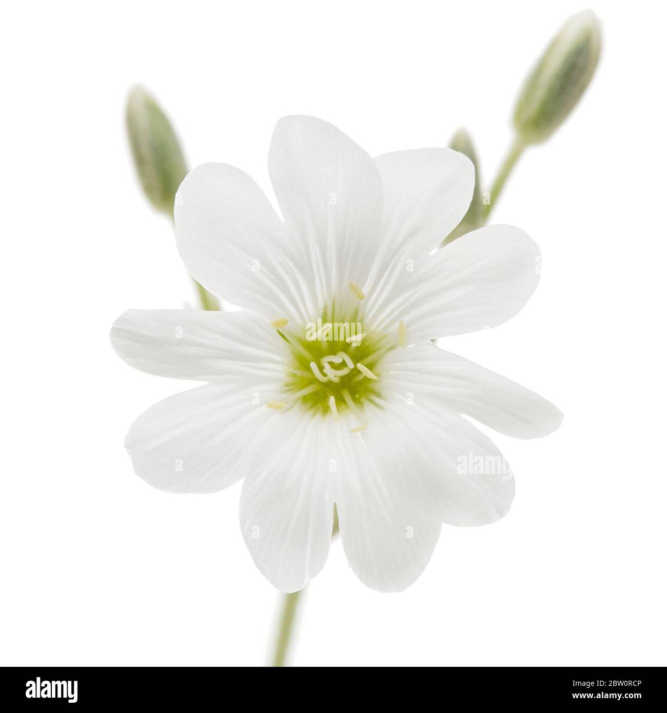 Fiore bianco di Cerastium, isolato su sfondo bianco Foto Stock