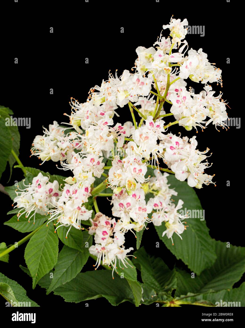 Fiori e foglie di castagno bianco (Aesculus hippocastanum), isolati su sfondo nero Foto Stock
