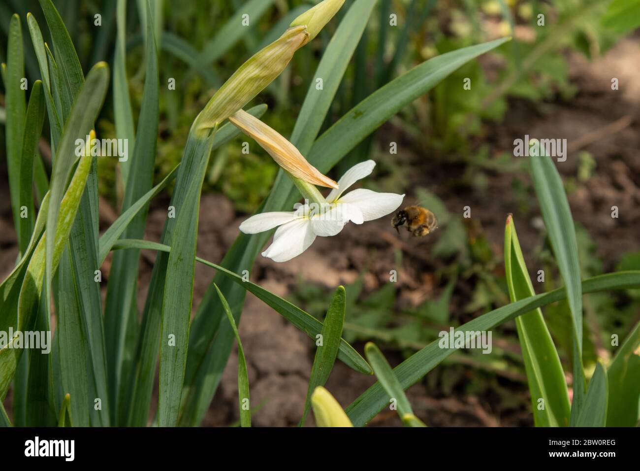 Daffodil bianco con un bumblebee. Impollinazione di fiori. Foto Stock