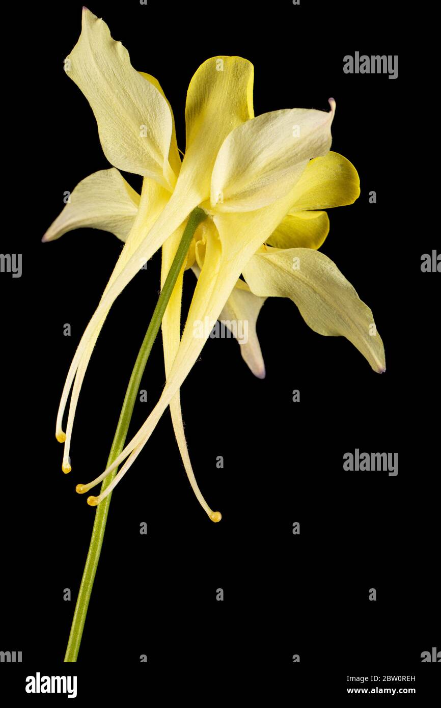 Fiore giallo di aquilegia, fiore di chiocciole di bacino, isolato su sfondo nero Foto Stock
