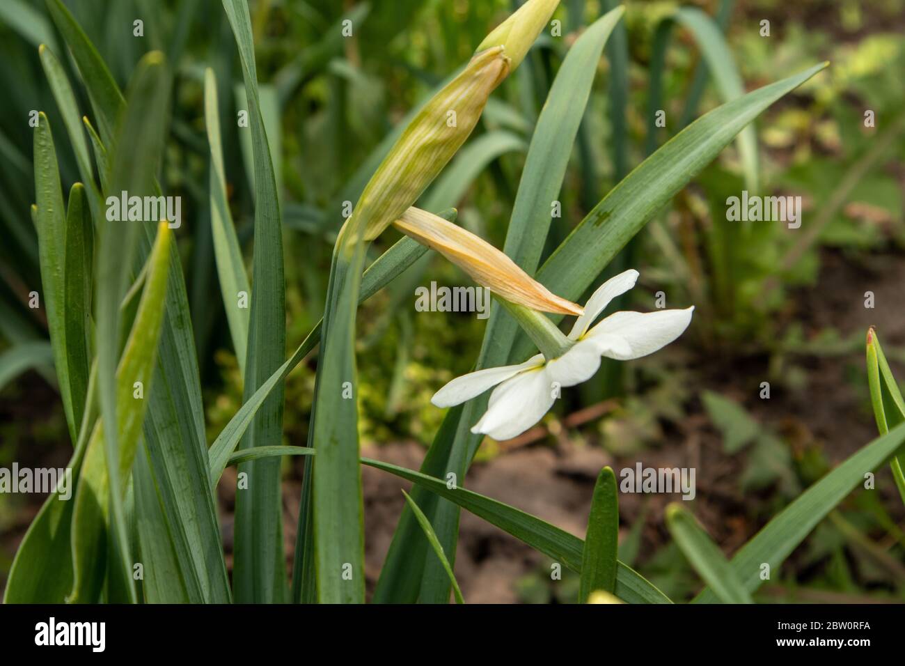Daffodil bianco in giardino. Fiori di primavera. Foto Stock