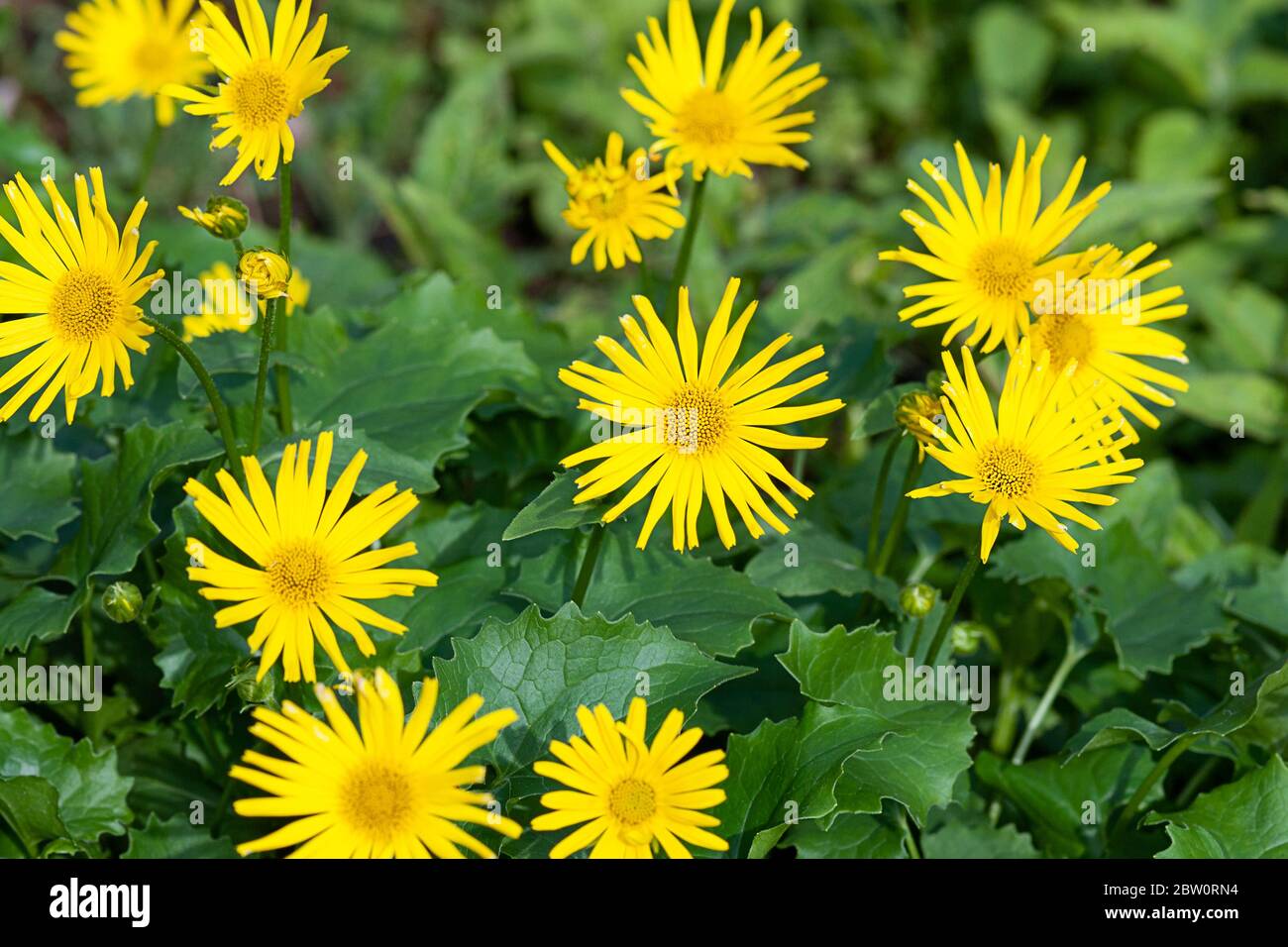 Bane del leopardo austriaco (Doronicum orientale) fiori gialli nel giardino estivo Foto Stock