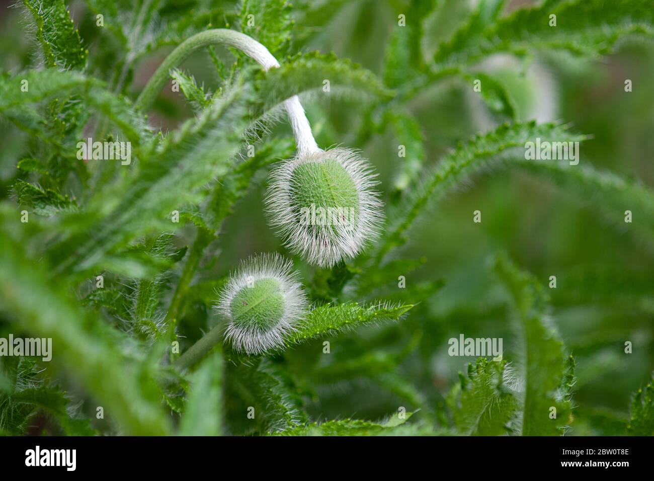 Papavero orientale (Papaver orientale) gemme circa a fiorire Foto Stock
