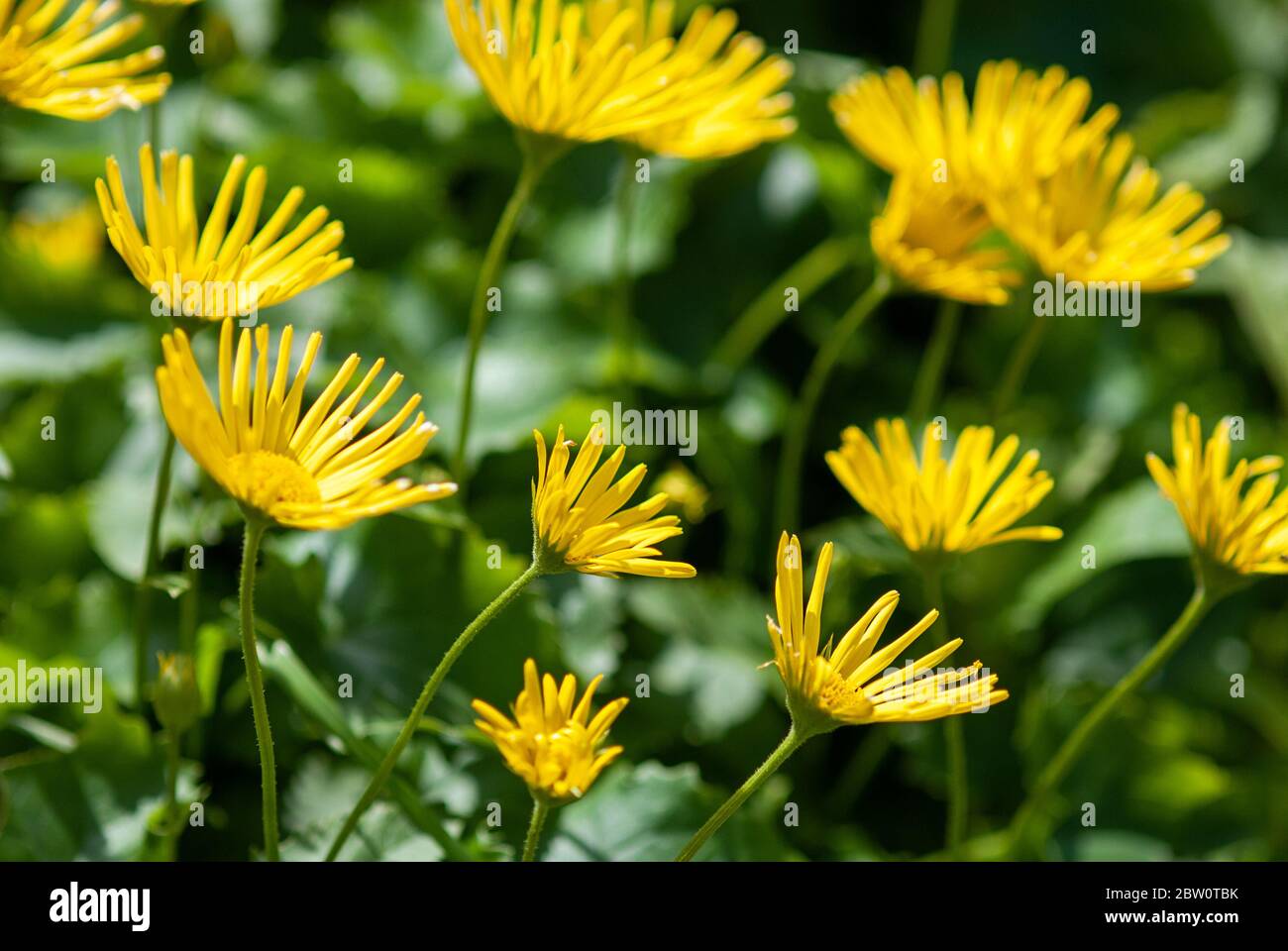 Leopardo Bane (Doronicum orientale) fiori gialli fiorenti in giardino ornamentale primaverile Foto Stock