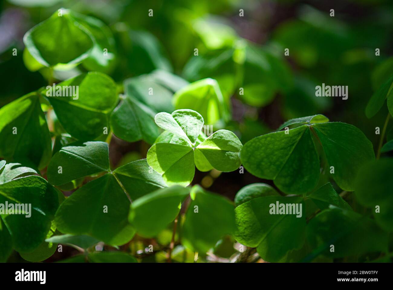 Oxalis acetosella che cresce nella foresta, ombra e luce Foto Stock