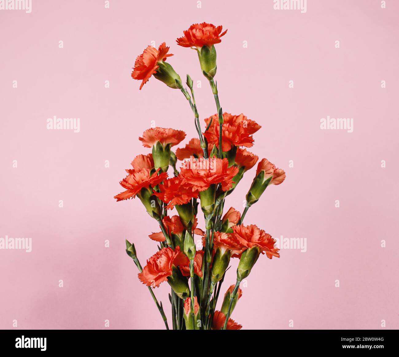 fiori di bouquet di garofano con sfondo rosa Foto Stock