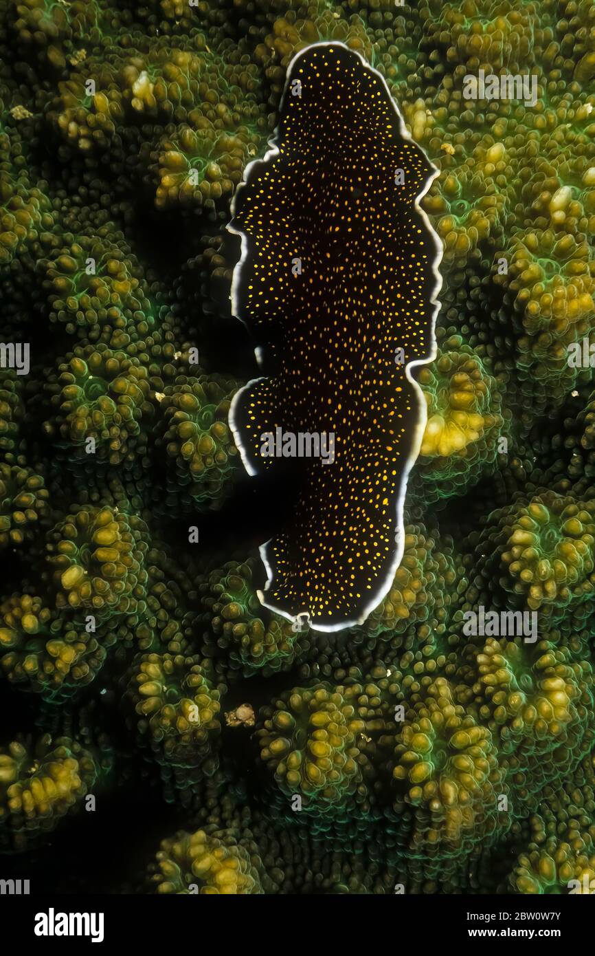 Un flatworm giallino (Thysanozoon nigropapillosum) sul corallo, Madagascar. Foto Stock