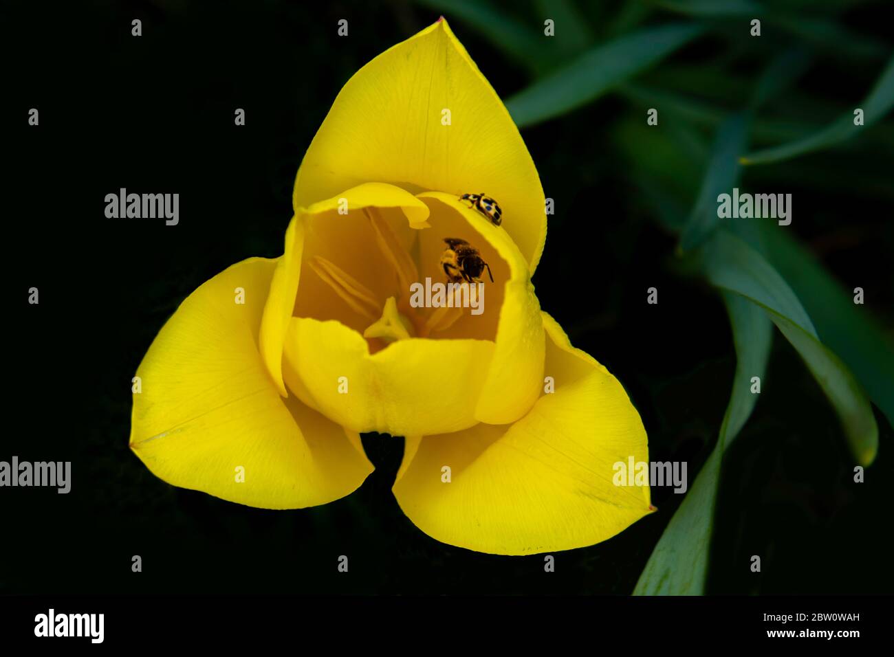 Bei tulipani gialli su sfondo nero. Tulipano al buio. Foto Stock