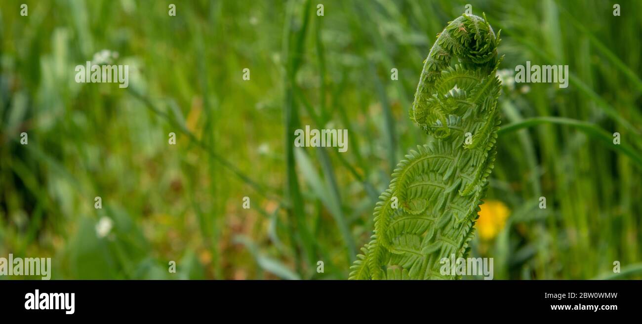 Fern lascia fiorire nel giardino su sfondo verde. Foto Stock