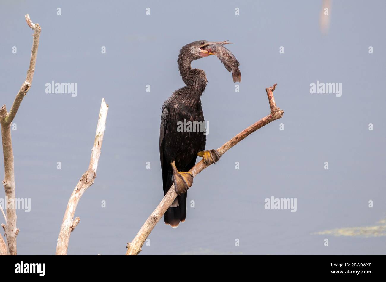 Anhinga con un pesce in bocca. Foto Stock