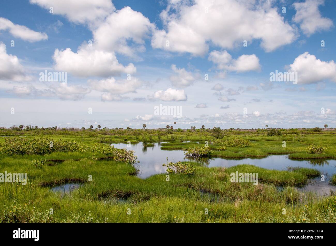Zone umide del Canaveral National Seashore in Florida. Foto Stock