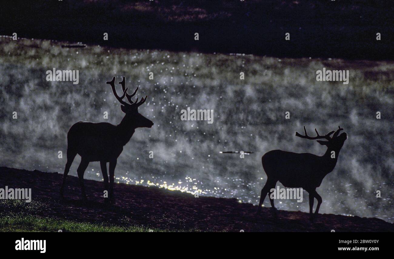 Silhouette di alce maschile vicino Banff, Alberta, Canada. Foto Stock