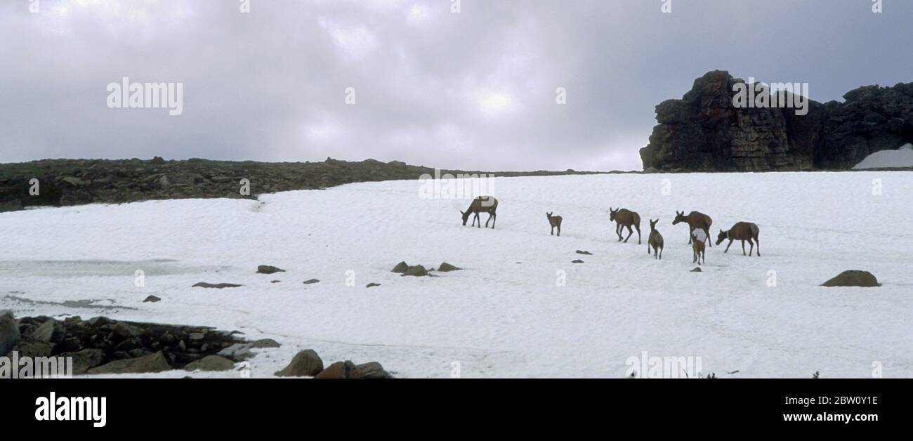 Cervi su un campo di neve di montagna. Foto Stock