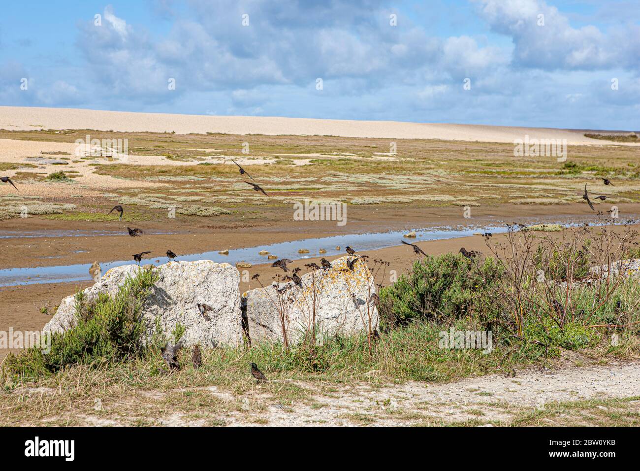 Un gregge di uccelli sulla laguna della flotta con molti arroccati sulle rocce e altri in volo Foto Stock