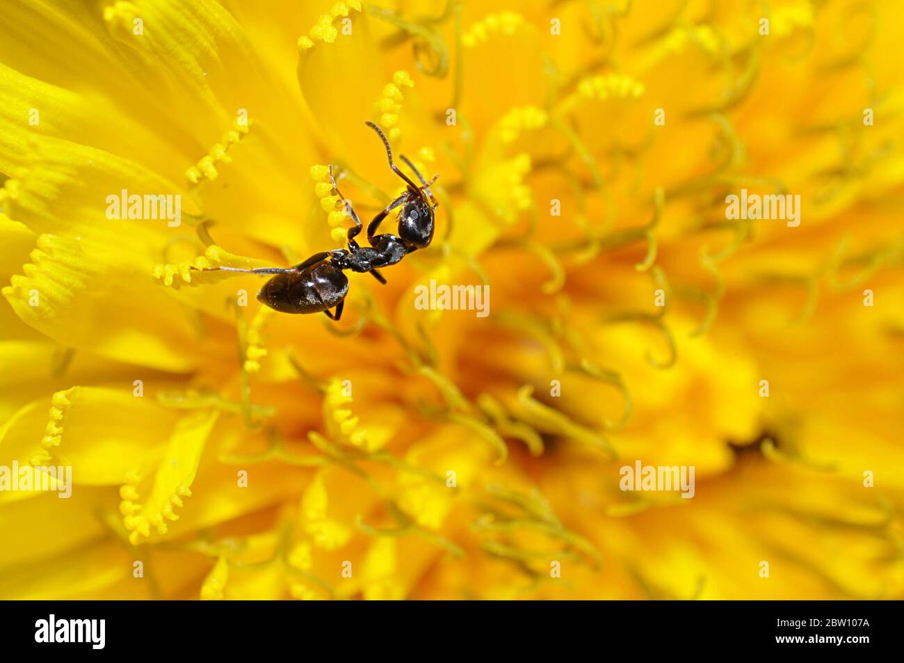 formica su un fiore giallo Foto Stock