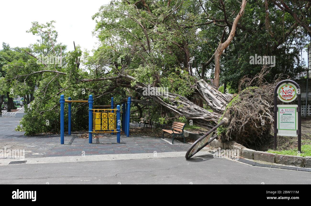 Un albero caduto nel centro di Taipei dopo un forte tifone. Foto Stock