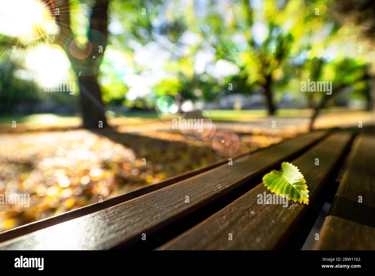 Segno della stagione autunnale. Caduta foglia verde solo sulla panchina sotto la luce del sole nel parco. Foto Stock