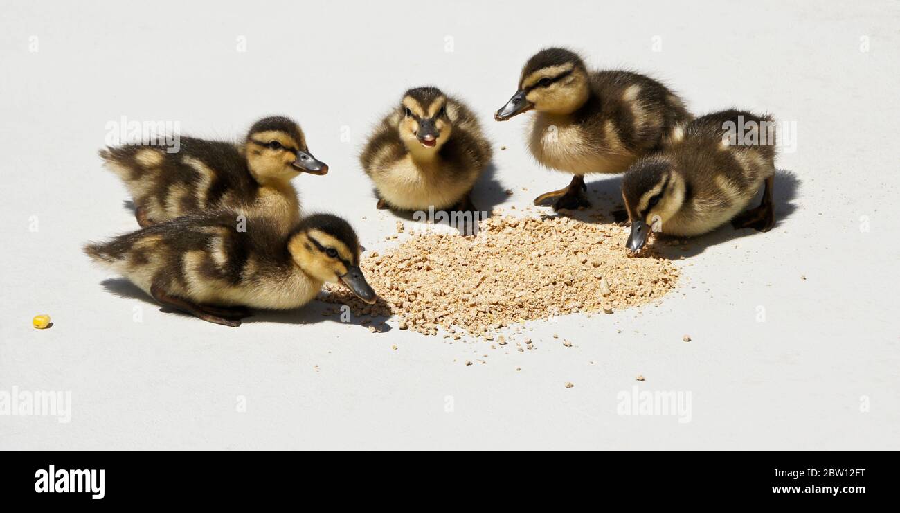 Le anatroccoli di Mallard mangiano il mangime del pollame sul patio nel cortile della casa della California del sud Foto Stock