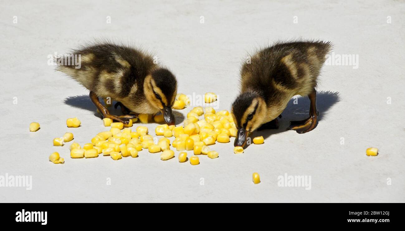 Anatroccoli Mallard mangiare mais sul patio nel cortile della casa della California del Sud Foto Stock