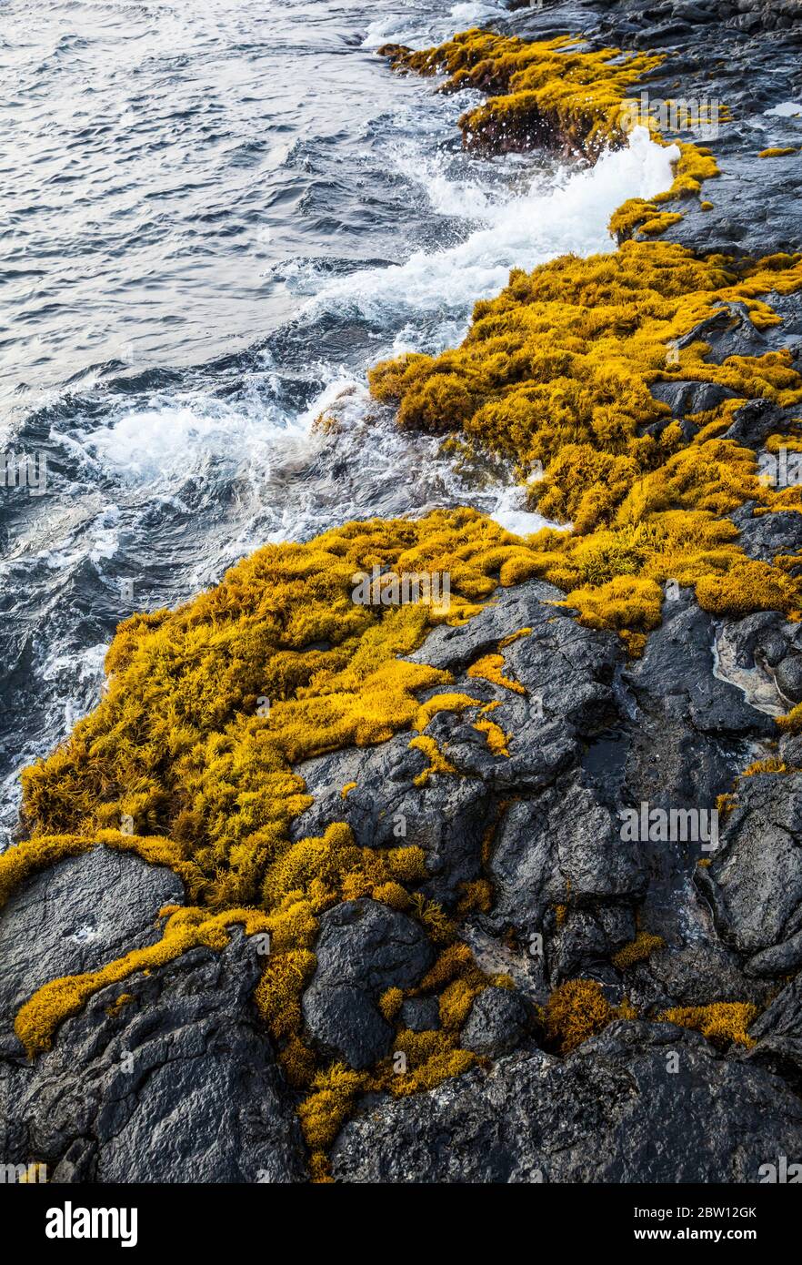 Alghe che crescono sulle rocce laviche ai margini dell'oceano, Wawaloli Beach Park Foto Stock