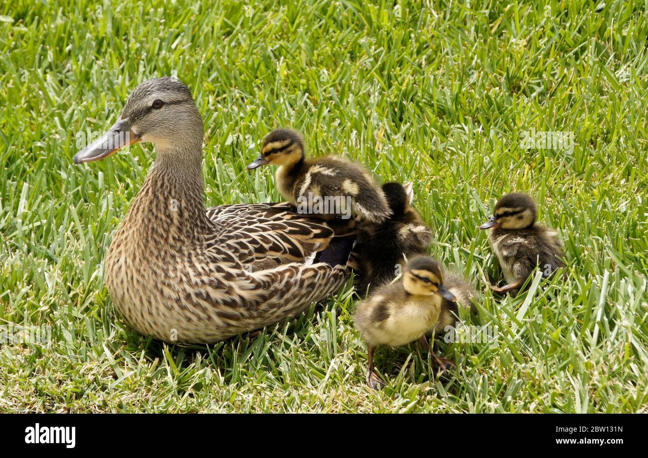 Femmina (gallina) anatra mallard e anatroccoli riposanti in erba con un anatroccolo seduto sulla schiena, California del Sud Foto Stock