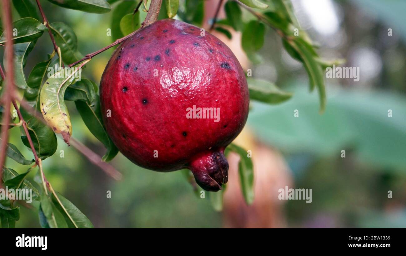 Primo piano melograni sull'albero Foto Stock