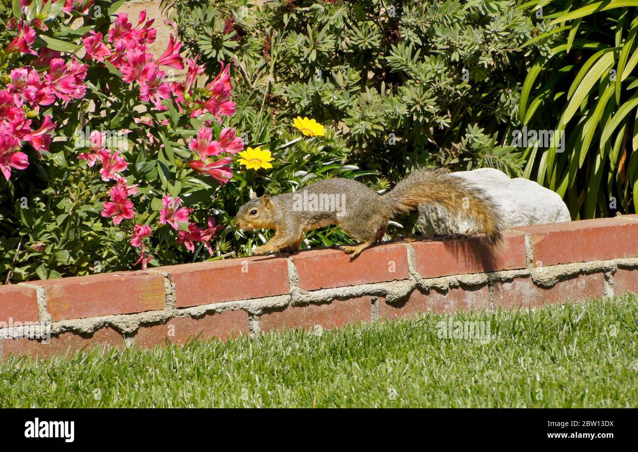 Scoiattolo di volpe orientale (scoiattolo di volpe) che cammina sulla parete di mattoni rossi della piantatrice riempita di fiori nel cortile della casa della California del sud Foto Stock