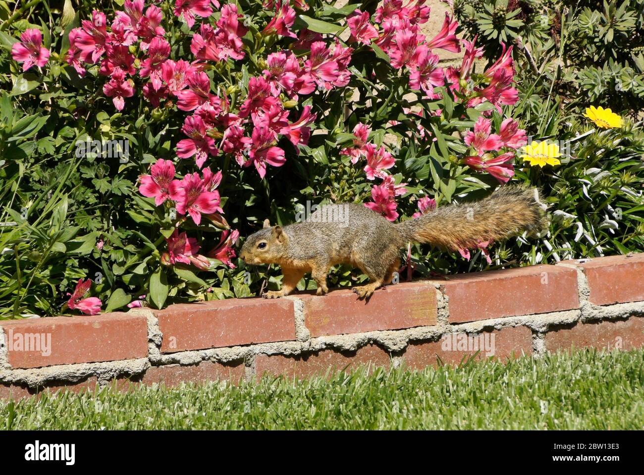 Scoiattolo di volpe orientale (scoiattolo di volpe) che cammina sulla parete di mattoni rossi della piantatrice riempita di fiori nel cortile della casa della California del sud Foto Stock