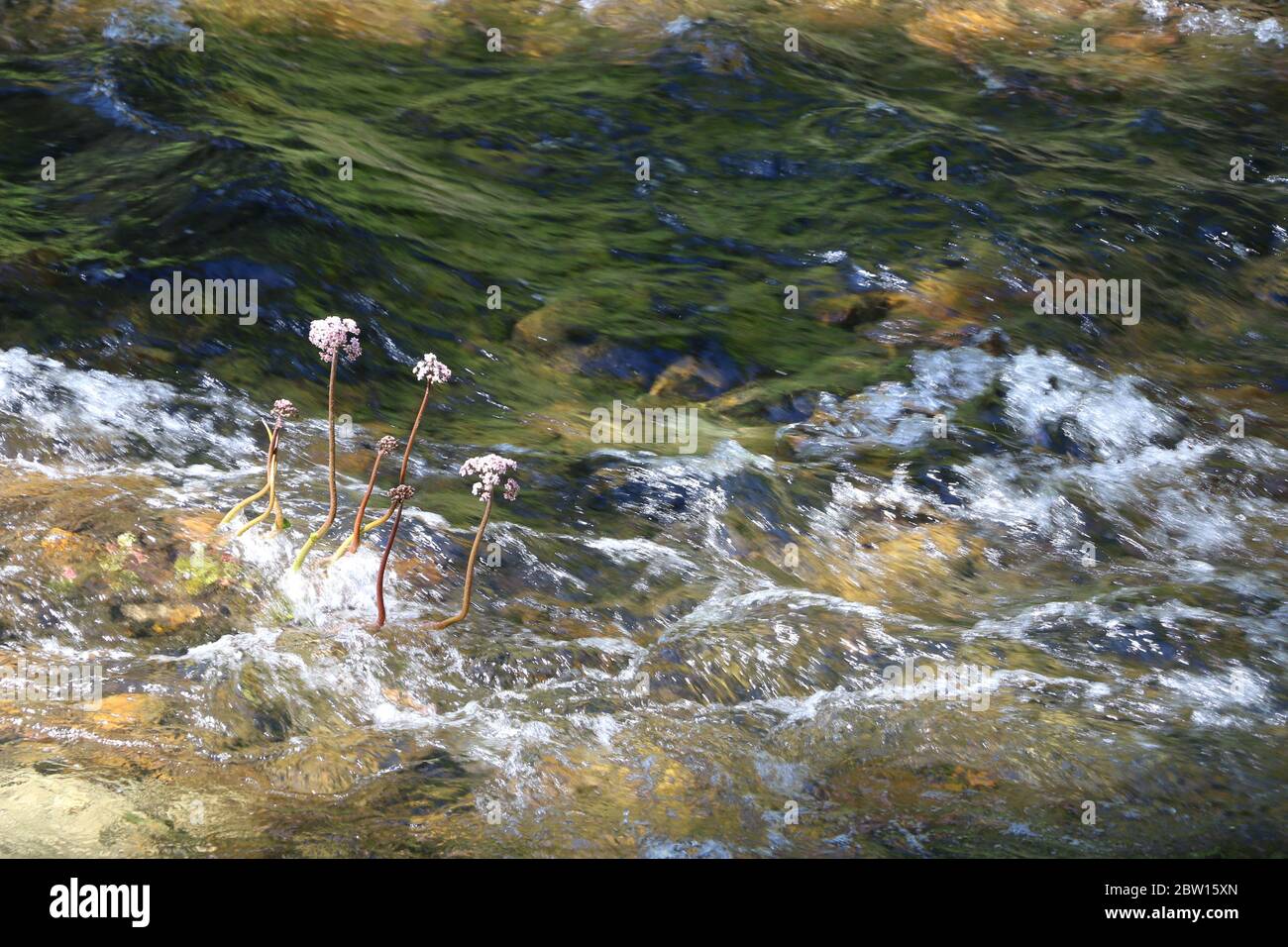 Fiori rosa alti su stocchi che crescono in un fiume che scorre rapidamente, il Parco Nazionale di Yosemite. Foto Stock