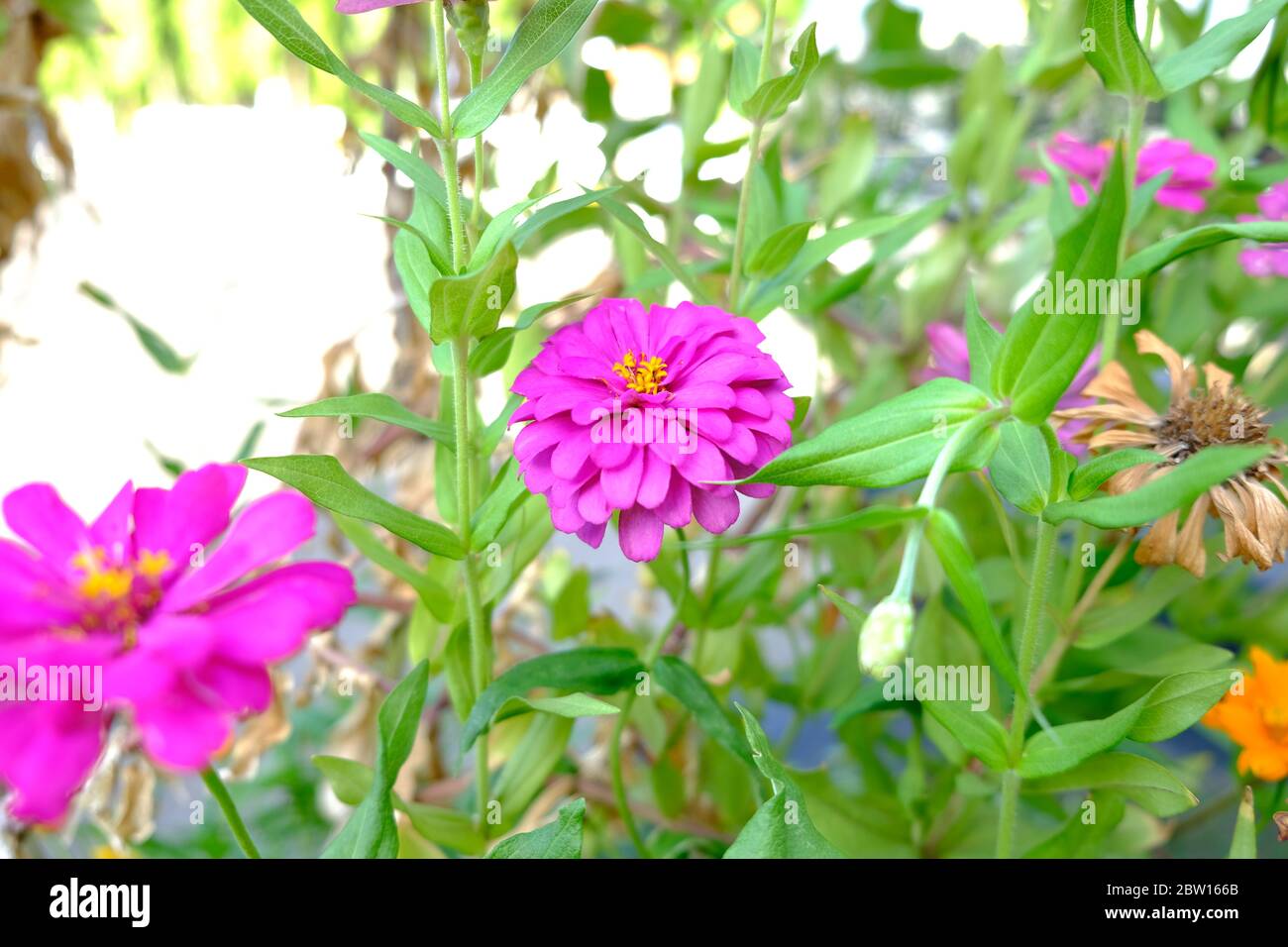 Pink zinnia elegans fiori. Zinnia comune (Zinnia elegans) fiorisce in giardino. I colori dei fiori vanno dal bianco, crema, rosa, rosso, purple Foto Stock